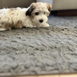 Bernedoodle, Cavapoo, Havanese, and Havapoo Puppies from Lady Paws Puppies - Cassie