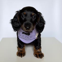 Patsy - Guardianship Home - Black and tan female Dachshund puppy in Royse City, Texas from Truehearted Miniature Dachshunds