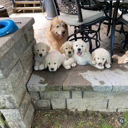Golden Retriever Puppies from EP's Golden Retrievers