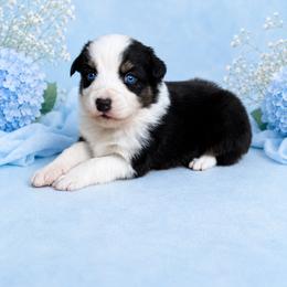 Sage - Black tri-color male Australian Shepherd puppy in Howardsville, Virginia from Spectacular Aussies and Cavaliers