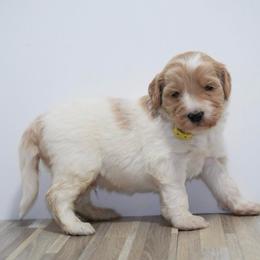 Dasher (Yellow Band) - Parti male Labradoodle puppy in Plainfield, New Jersey from Caris Paws Poodles and Labradoodles