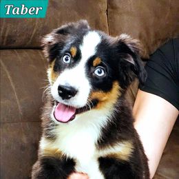 Taber - Black tri male Miniature Australian Shepherd puppy in Punta Gorda, Florida from Christie's Creekside Aussies