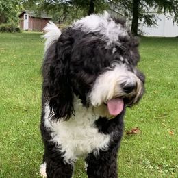 Macie - Sheepadoodle