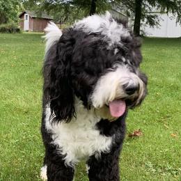 Macie - Sheepadoodle