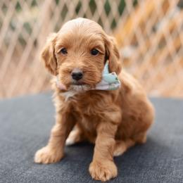 Archie - Apricot male Goldendoodle puppy in Wake Forest, Utah from Dreamcoat Doodles