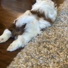 Shih Tzu Puppies from Puddle Jumpers Shih Tzus