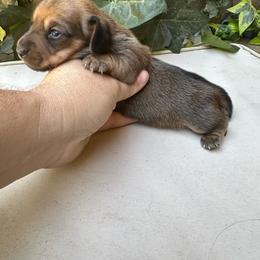 Shaded Red Girl - Red female Dachshund puppy in California from Wild Weenies - Dachshund Ranch