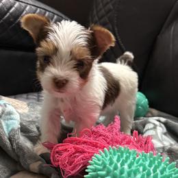 Phillip AKC - Chocolate, tan and white male Yorkshire Terrier puppy in Labelle, Florida from Chocolate and Parti Yorkies in Florida