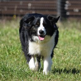 Gabby - Australian Shepherd