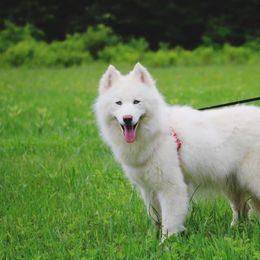 Hanna - Siberian Husky