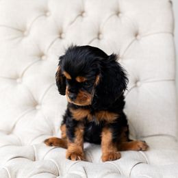 Cavalier King Charles Spaniel Puppies from Heirloom Cavaliers