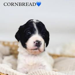 Cornbread - Black and white male Bernedoodle puppy in New Harmony, Indiana from Cottonwood Farms