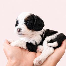 Pepper - Tri-color male Cavapoo puppy in Beech Island, South Carolina from New Moon Farm Canines