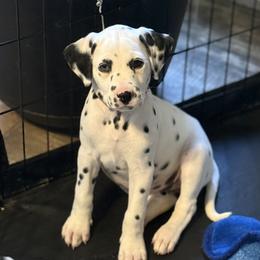 Ruby - White and black female Dalmatian puppy in Hastings, Florida from Love My Spotty Dalmatians
