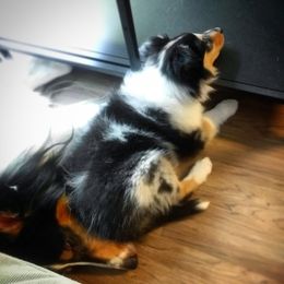 Collie Puppies from Teal Bluffs Rough Collies