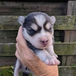 Misty (blue)- 2500 - Blue female Pomsky puppy in Spring Hill, Florida from www.PuppyTimeEmporium.com