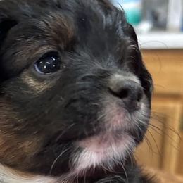 RASPBERRY - Black tri Miniature Australian Shepherd puppy in Omak, Washington from Willow Flats Kennels