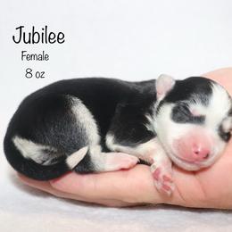 Jubilee - Black and white female Pomsky puppy in Denham Springs, Louisiana from Bayouland Pomskies