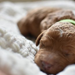 Goldendoodle Puppies from Edge Farm Goldendoodles