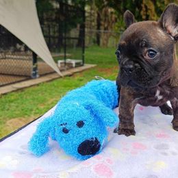 Bichon Frise and French Bulldog Puppies from Michael & Nataliya's Pups