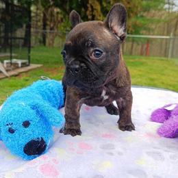 Bichon Frise and French Bulldog Puppies from Michael & Nataliya's Pups