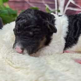 George Straight - Phantom male Poodle puppy in Middlebourne, West Virginia from El Silencio Standard Poodles