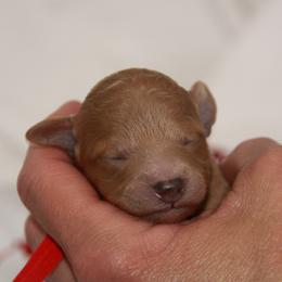 Australian Shepherd, Goldendoodle, and Poodle Puppies from 5AFarms