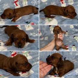 Carol - Red female Dachshund puppy in Gatesville, Texas from Emily’s Doxie Domain