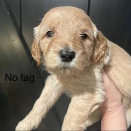 No tag - Cream female Goldendoodle puppy in Medina, Ohio from Farmer Doodles