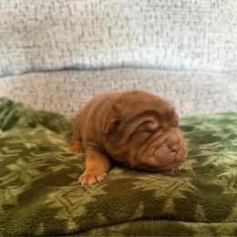 Teddy Bear Chai - Chocolate dilute male Chinese Shar-Pei puppy in Auburn, Kansas from Justin's Chinese Shar-Pei