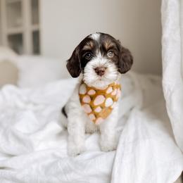 Cape Cod - Tri-color male Australian Labradoodle puppy in Syracuse, Indiana from The Doodle Cove