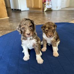 Bernedoodle Puppies from Martha’s Vineyard Bernedoodles