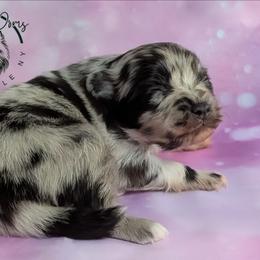 Unique - Blue merle female Pomeranian puppy in Fultonville, New York from Sandy Aussies & Pomeranians