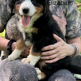 Elizabeth - Black rust and white female Bernese Mountain Dog puppy in Strasburg, Ohio from Lois Allison