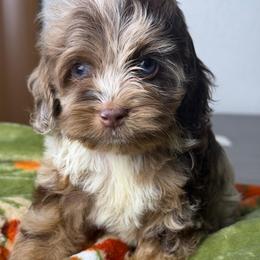 Zeno - Merle male Cockapoo puppy in Palmdale, California from Pucci Pawfect