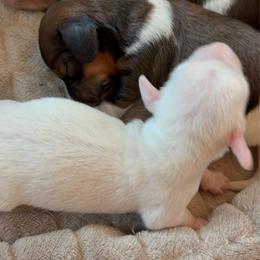 Cream girl (likely to be shaded red piebald like mom) - Cream female Dachshund puppy in Hermosa, South Dakota from Sassafras Dachshunds
