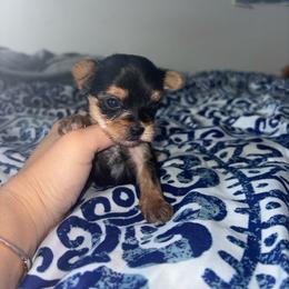 Hope - Black and gold female Yorkshire Terrier puppy in Rochester, New York from TK PUPS