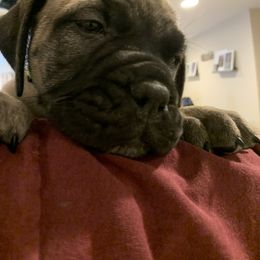 Bullmastiff Puppies from Curnwood’s Bullmastiff’s