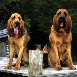 Bloodhounds from M&M Bloodhounds