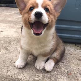 Miniature Australian Shepherd, Pembroke Welsh Corgi, and Yorkshire Terrier Puppies from Happy Tails