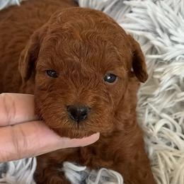 Piper - Red  male Goldendoodle puppy in Sauk Village, Illinois from Midwest Timberland Pups