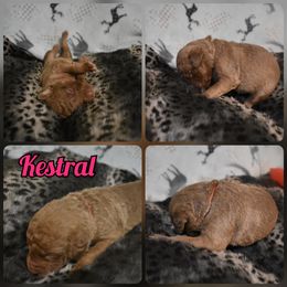 Kestral - Chesapeake Bay Retriever puppy in Soap Lake, Washington from Desert Oasis Kennels