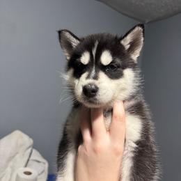 Orange collar - Reeses - Black and white male Siberian Husky puppy in Paola, Kansas from East Inn Huskies
