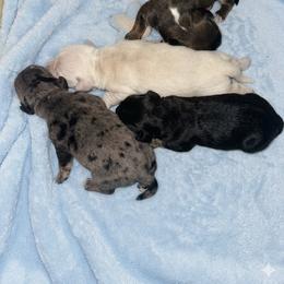Dachshund Puppies from Crowder Doxies
