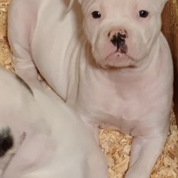 American Bulldog Puppies from Iron Will American Bulldogs