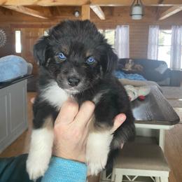 Girl 2 - Black tri-color female Australian Shepherd puppy in Tekonsha, Michigan from Cottage Farm Aussies