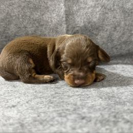 Latte (Rhody) - Chocolate and tan male Dachshund puppy in Live Oak, Florida from Johnson’s Weiner Farm