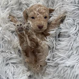 Winnie - Sable male Cavapoo puppy in Hayden, Alabama from Agape Southern Farms
