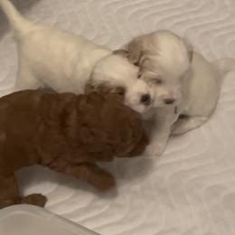 Maltipoo Puppies from Ollie-Pop Paws Breeding
