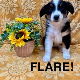 Flare - Black tri female Miniature American Shepherd puppy in Rochelle, Illinois from Countryside Kennels and Aussies